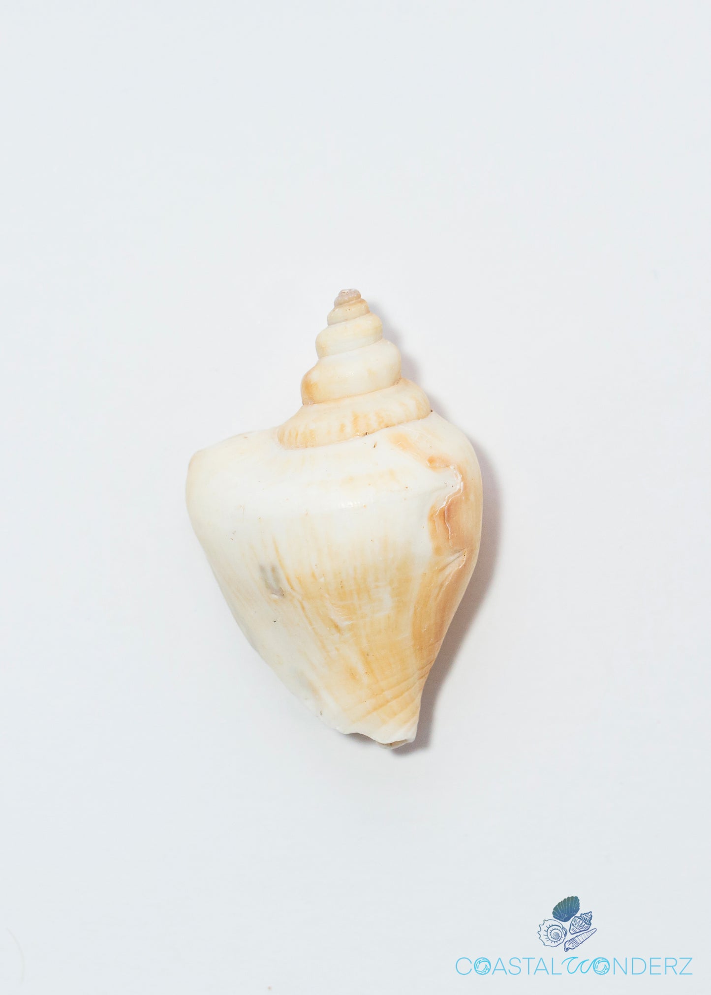 Dog Conch Shell (Strombus Canarium)