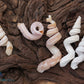 Fargo Worm Snail Shell (Vermicularia Fargoi)