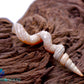 Fargo Worm Snail Shell (Vermicularia Fargoi)