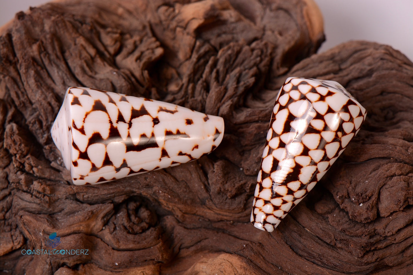 Polished Marble Cone Shell (Conus Marmoreus)