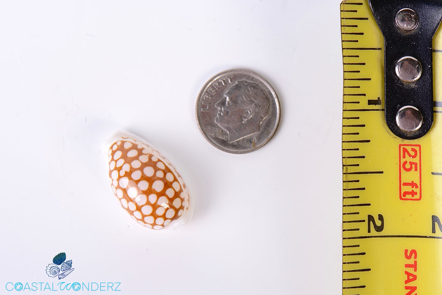 Sieve Cowrie Shell (Cypraea Cribraria)
